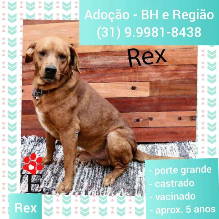 Cachorro raça SRD idade 5 anos nome Rex