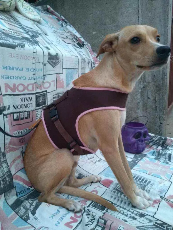 Cachorro ra a SRD idade 1 ano nome MalfoY