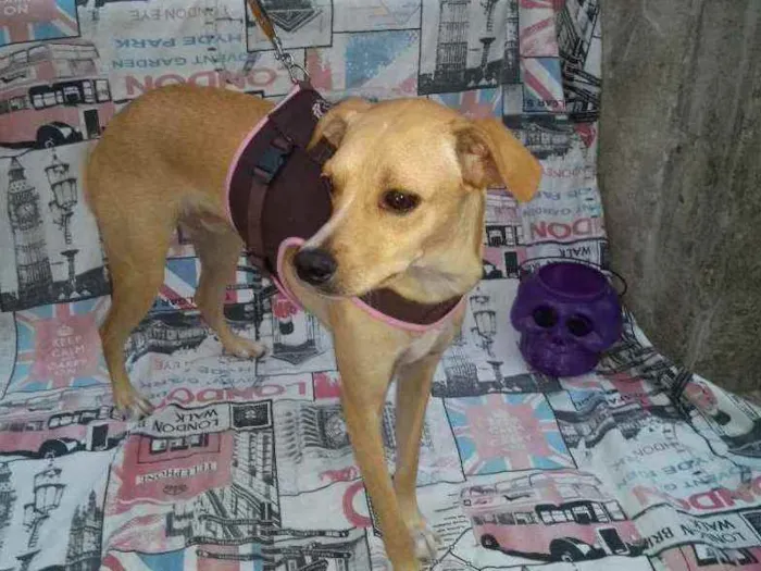 Cachorro ra a SRD idade 1 ano nome MalfoY