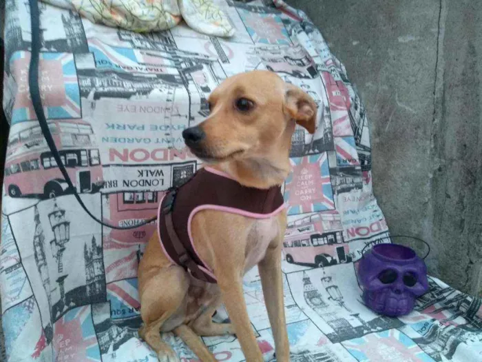 Cachorro ra a SRD idade 1 ano nome MalfoY