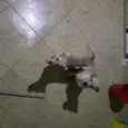 Mailo é Mel
