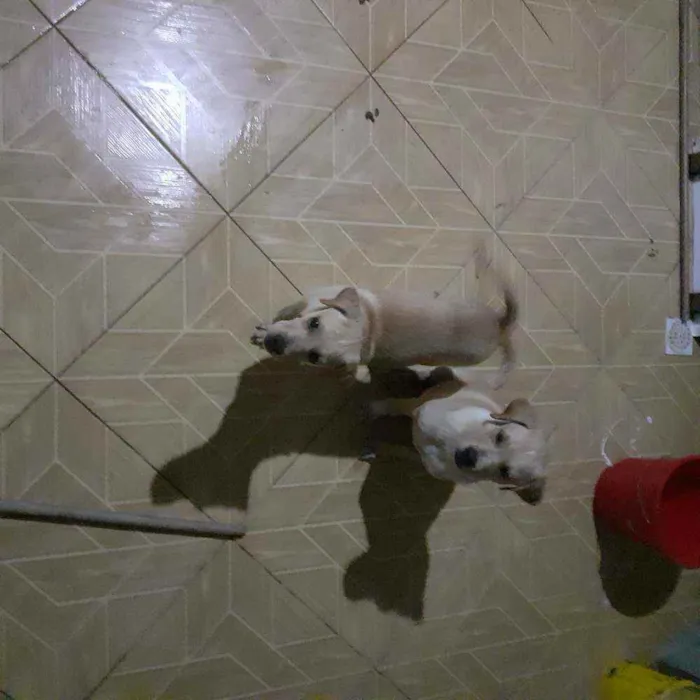 Cachorro raça Vira lata idade 2 a 6 meses nome Mailo é Mel
