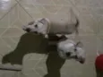 Mailo é Mel