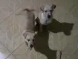 Mailo é Mel