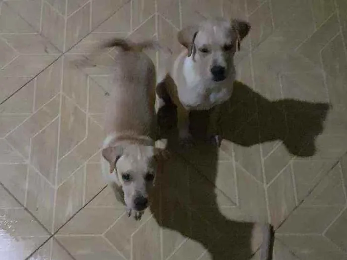 Cachorro raça Vira lata idade 2 a 6 meses nome Mailo é Mel