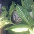 ResGATINHO