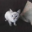 ResGATINHO