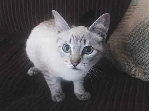 Gato ra a SRD idade Abaixo de 2 meses nome ResGATINHO