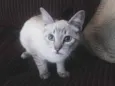 ResGATINHO