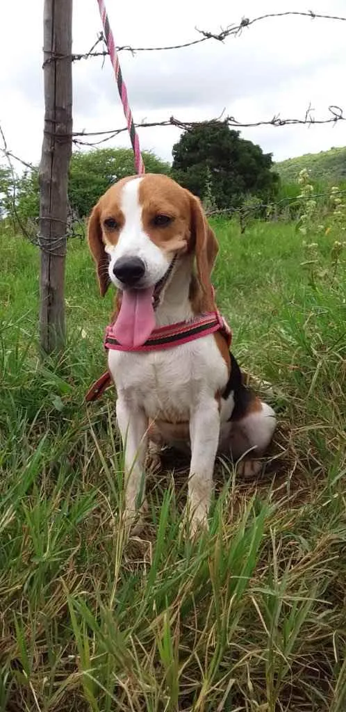 Cachorro ra a Beagle  idade 1 ano nome SKY