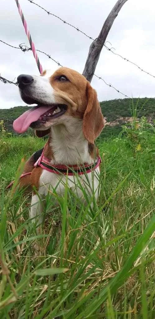 Cachorro ra a Beagle  idade 1 ano nome SKY