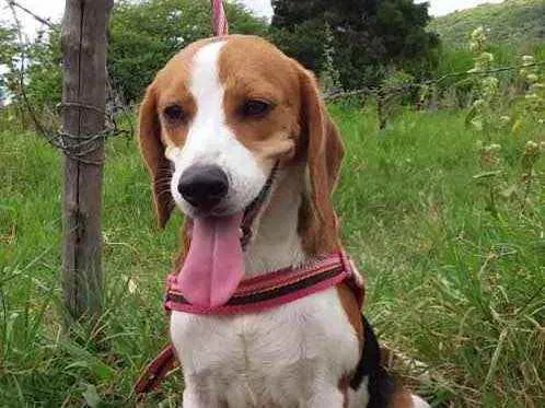 Cachorro ra a Beagle  idade 1 ano nome SKY