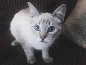 Gato raça SRD idade Abaixo de 2 meses nome ResGATINHO