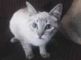 ResGATINHO