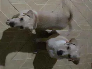 Cachorro raça Vira lata idade 2 a 6 meses nome Mailo é Mel
