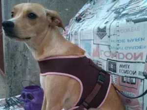 Cachorro raça SRD idade 1 ano nome MalfoY