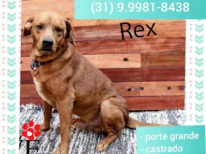Cachorro raça SRD idade 5 anos nome Rex