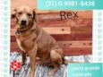 Rex