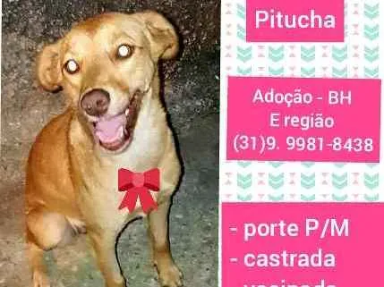 Cachorro ra a SRD idade 2 anos nome Pitucha