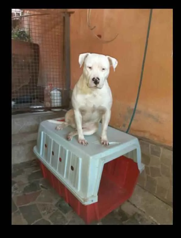 Cachorro ra a pitbull idade 2 anos nome Branco