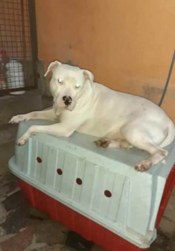 Cachorro ra a pitbull idade 2 anos nome Branco