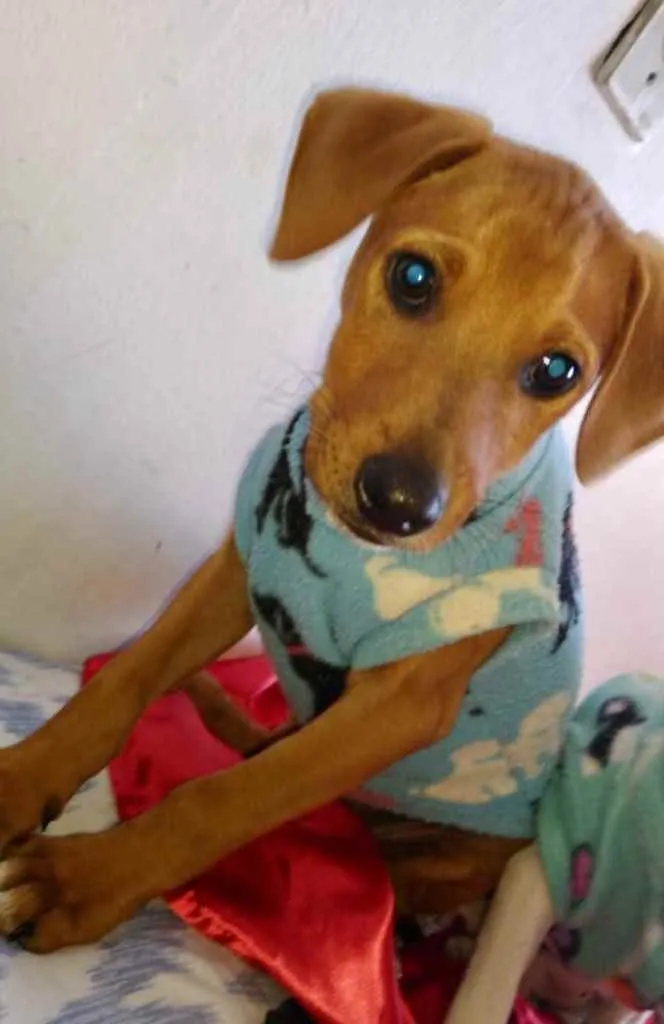 Cachorro ra a Mestiço  idade 2 a 6 meses nome Luke 