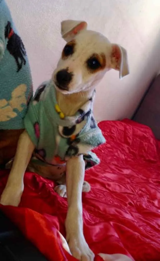 Cachorro ra a Mestiça  idade 2 a 6 meses nome Luna 