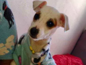 Cachorro raça Mestiça  idade 2 a 6 meses nome Luna 