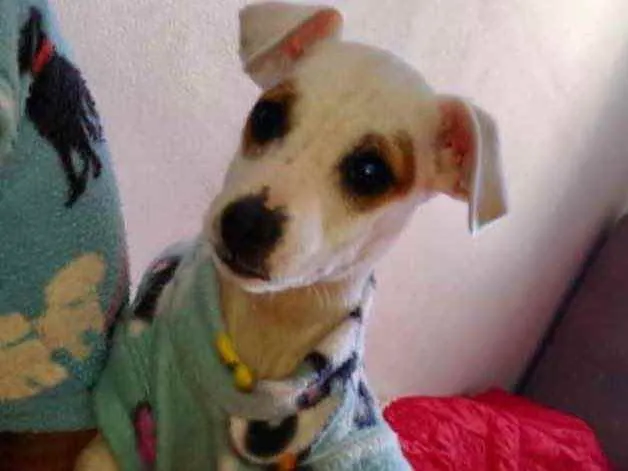 Cachorro ra a Mestiça  idade 2 a 6 meses nome Luna 