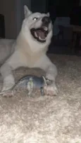 Zeus