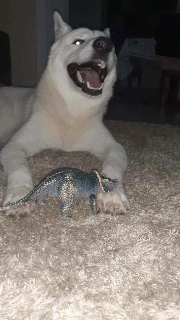 Cachorro ra a Akita idade 1 ano nome Zeus