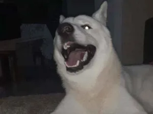 Cachorro raça Akita idade 1 ano nome Zeus