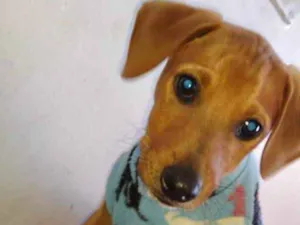 Cachorro raça Mestiço  idade 2 a 6 meses nome Luke 