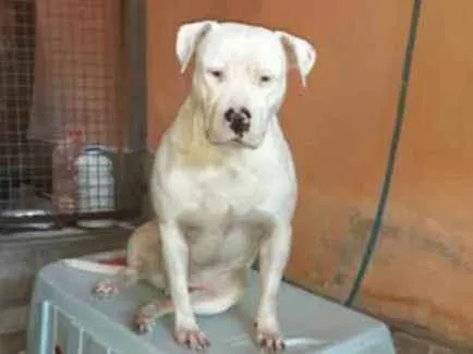 Cachorro ra a pitbull idade 2 anos nome Branco
