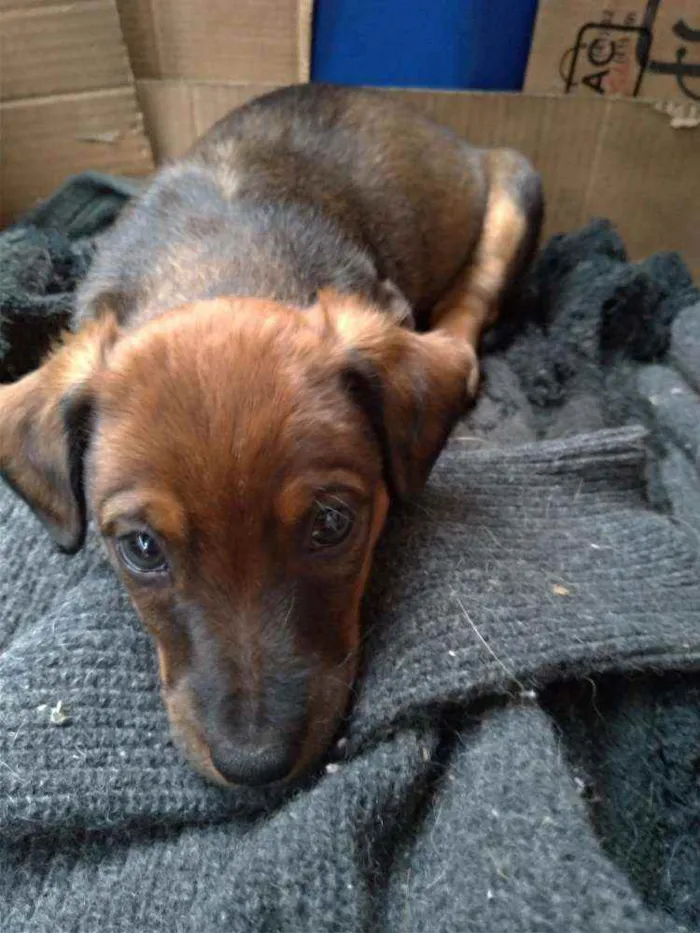 Cachorro ra a Vira lata ( sem raça definida) idade Abaixo de 2 meses nome Nik _ macho