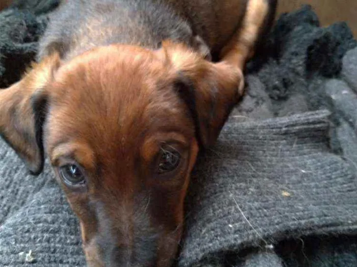Cachorro ra a Vira lata ( sem raça definida) idade Abaixo de 2 meses nome Nik _ macho