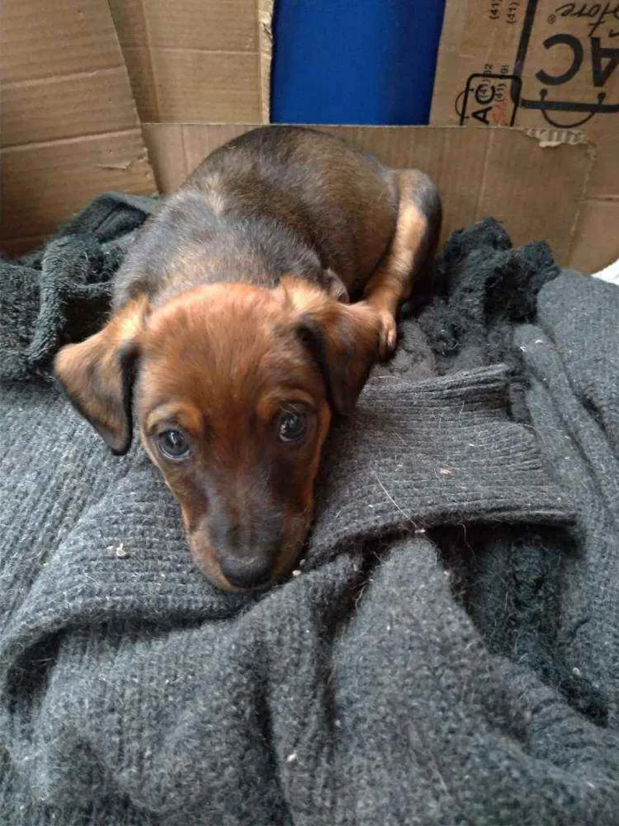 Cachorro ra a Vira lata ( sem raça definida) idade Abaixo de 2 meses nome Nik _ macho