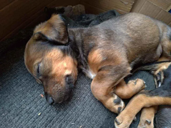 Cachorro ra a Vira lata ( sem raça definida) idade Abaixo de 2 meses nome Nik _ macho