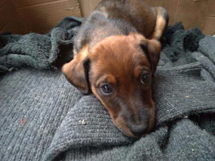 Cachorro ra a Vira lata ( sem raça definida) idade Abaixo de 2 meses nome Nik _ macho