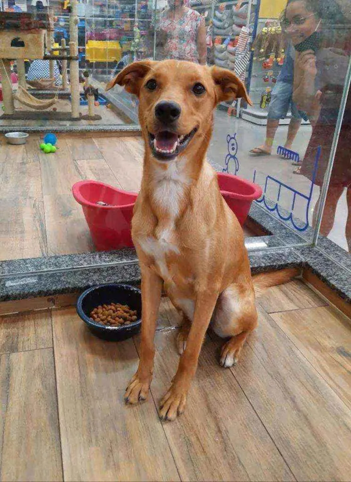 Cachorro ra a SRD idade 7 a 11 meses nome Pepê