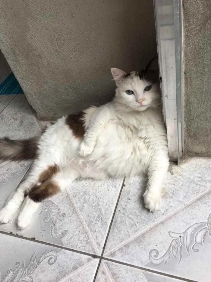 Gato ra a Não sei idade 6 ou mais anos nome Princesa