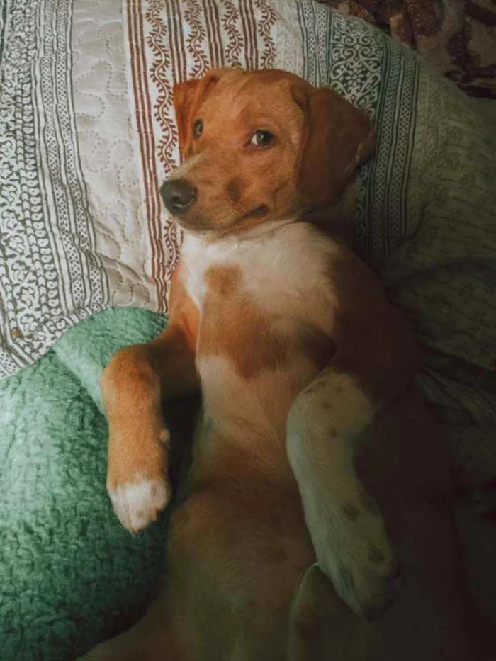 Cachorro ra a SRD idade 2 a 6 meses nome Getúlio