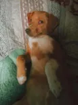Getúlio