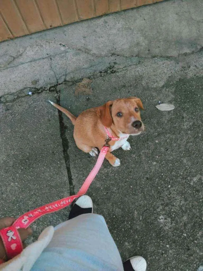 Cachorro ra a SRD idade 2 a 6 meses nome Getúlio