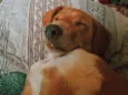 Getúlio