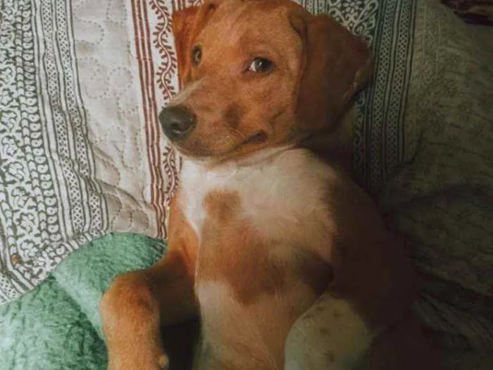 Cachorro ra a SRD idade 2 a 6 meses nome Getúlio