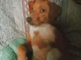 Getúlio