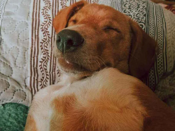 Cachorro ra a SRD idade 2 a 6 meses nome Getúlio