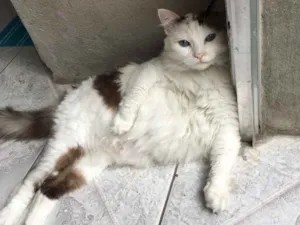 Gato raça Não sei idade 6 ou mais anos nome Princesa