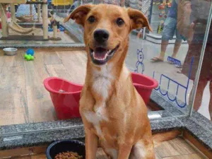 Cachorro raça SRD idade 7 a 11 meses nome Pepê